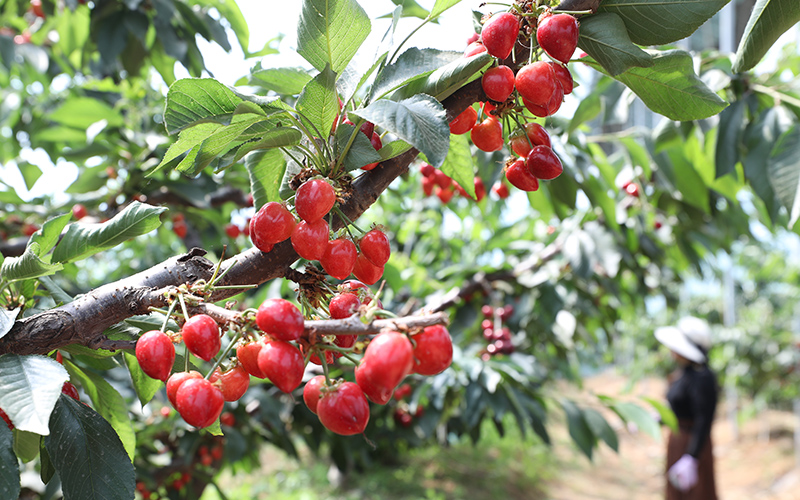 山東莒南：櫻桃紅滿枝 產業(yè)興村正當時