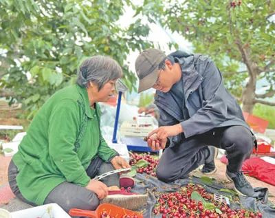 姜利紅（右）幫村民挑選櫻桃。