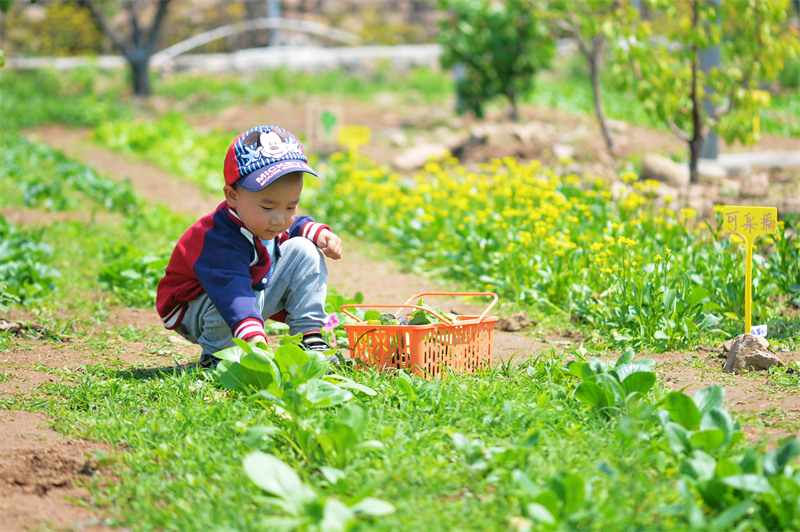 2025年5月11日，在山東省青島市城陽區夏莊街道山色峪鄉村振興齊魯樣板省級片區饗食農場，小朋友在蔬菜區游玩采摘。