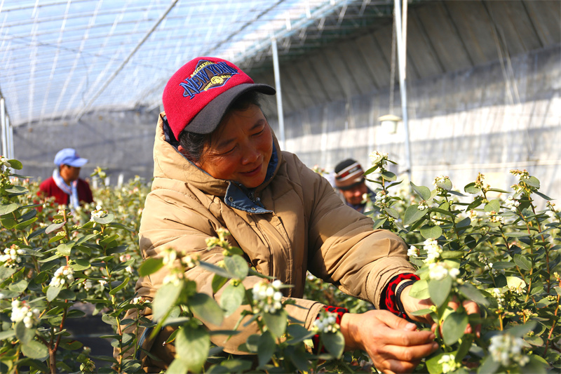在藍莓產業園扶貧基地，工人們忙著為藍莓疏花、授粉，為豐產提效打下基礎。 鄭碩攝