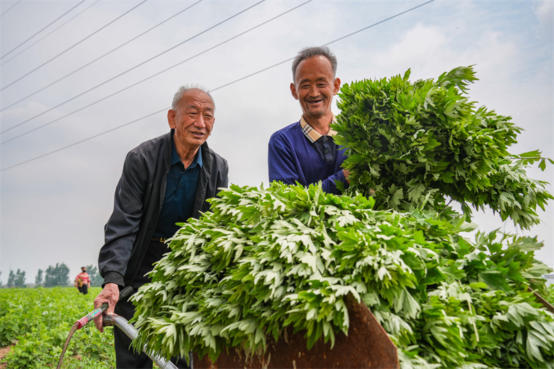 2025年5月23日，在山東省樂陵市花園鎮(zhèn)關(guān)王堂村艾草種植基地，當(dāng)?shù)卮迕裨谑斋@艾草。