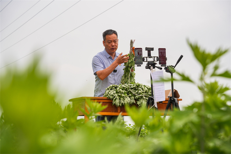 2025年5月23日，在山東省樂陵市花園鎮(zhèn)關(guān)王堂村艾草種植基地，當(dāng)?shù)鼐W(wǎng)紅“村支書”田間現(xiàn)場直播助農(nóng)銷售艾草。