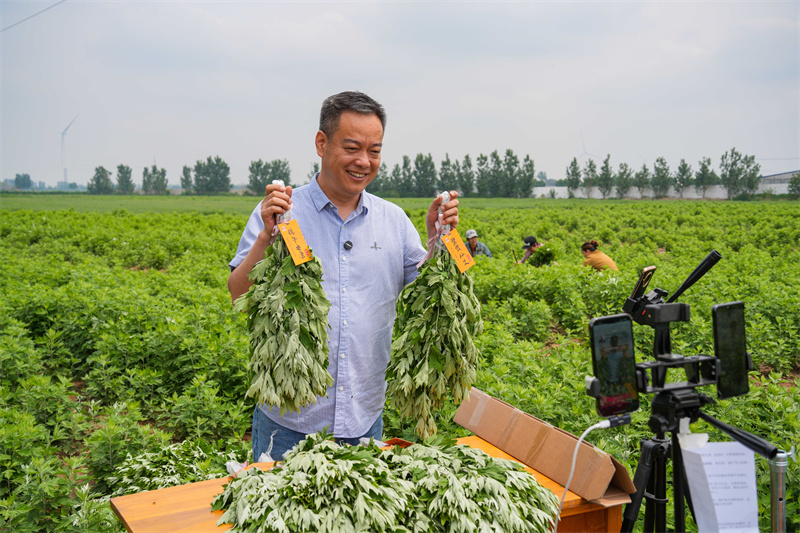 2025年5月23日，在山東省樂陵市花園鎮(zhèn)關(guān)王堂村艾草種植基地，當(dāng)?shù)鼐W(wǎng)紅“村支書”田間現(xiàn)場直播助農(nóng)銷售艾草。