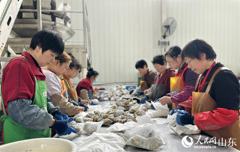 工人正在對牡蠣進行包裝。人民網 喬姝攝
