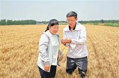 山東省農業集團東營分公司農技專家（右）在指導農戶查看小麥成熟程度。本報記者 王 者攝
