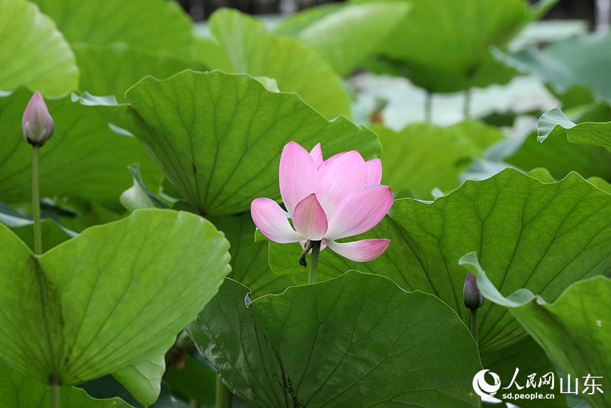 大明湖荷花灼灼盛開，似紅妝點點。人民網(wǎng)記者 劉祺攝