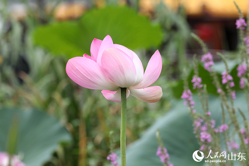 大明湖荷花灼灼盛開，似紅妝點點。人民網(wǎng)記者 劉祺攝