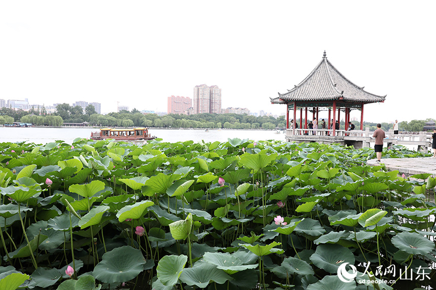 大明湖畔，嬌艷荷花在微風(fēng)中搖曳，與游船、九曲亭相映，勾勒出一幅如詩如畫的夏日景致。人民網(wǎng)記者 劉祺攝