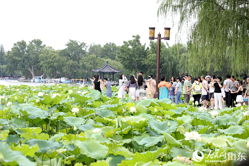 大明湖景區(qū)數(shù)百畝荷花競相開放，吸引眾多游客和攝影愛好者前來觀賞打卡。人民網(wǎng)記者 劉祺攝