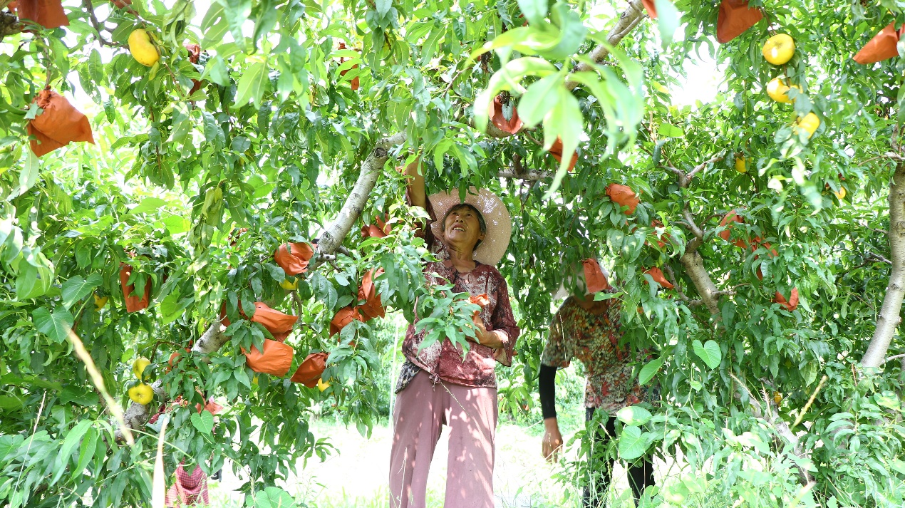 在山東沂南的蜜桃種植基地中，當?shù)卮迕裾诓烧墒斓奶易?。沂南縣委宣傳部供圖。