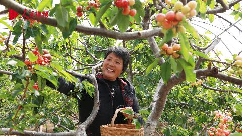 山東臨沂：櫻桃映紅鄉(xiāng)村振興路
